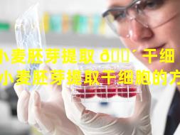 小麦胚芽提取 🐴 干细 🌳 胞（小麦胚芽提取干细胞的方法）